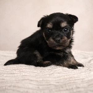 Zwergspitz x Mittelspitz Black&Tan
