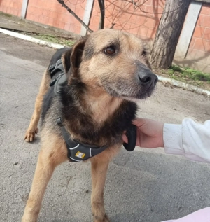 Sara (geb. ca. 2019) lebt in bosnischem Tierheim und sucht ein Zuhause