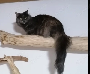 Main Coon Katze 