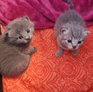 Russisch Blau x BKH  Kitten   