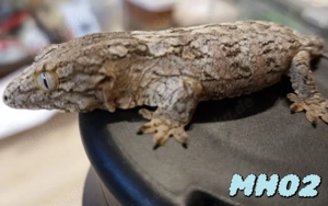 Rhacodactylus leachianus Riesengecko Leachi 