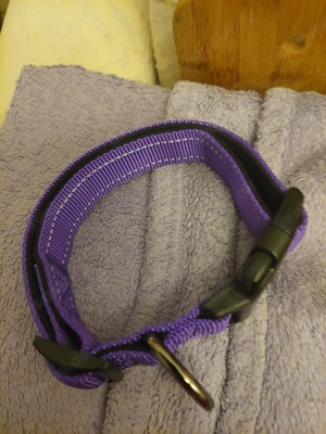 hunde Halsband neu