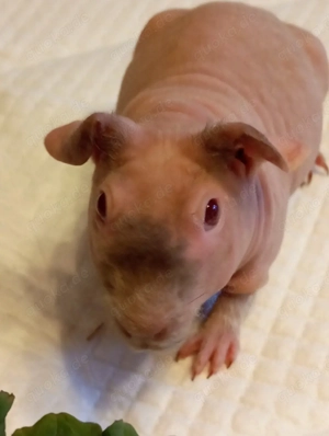 Skinny Pig Nacktmeerschweinchen 