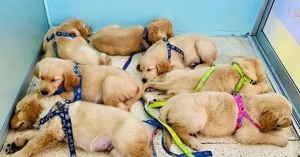 Entzückende Golden-Retriever-Welpen