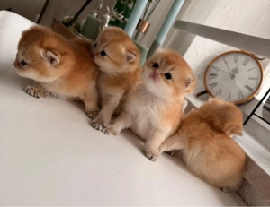 BKH-BLH kitten reinrassig black golden shaded ny 11(ny25) mit Stammbaum vom Züchter