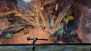 Monocentropus Balfouri 1.5. Inklusive eingerichtetem Terrarium und Beleuchtung 