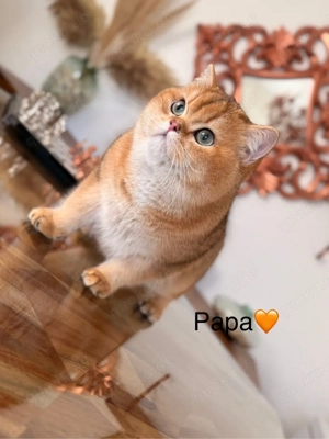 BKH BLH britisch Kurzhaar einzige junge noch frei Black golden tabby ticked ny 25 vom züchter Bild 5