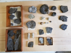 Paläontologische Fundstücke, Fossiliensammlung Konvolut