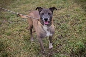 *GRISU* - Der Junghund ist freundlich, menschenbezogen und verschmust