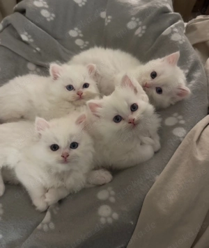 Schneeweiß BLH - Birma Kitten (blaue Augen)