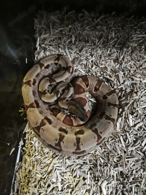 Boa constrictor imperator 