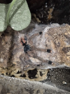 Vogelspinnen Bestandsverkleinerung 