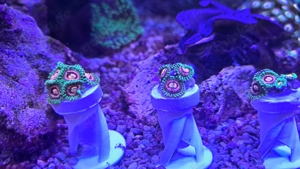 Zoanthus Rainbow Incinerator, Zoa, Koralle, 