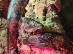 Boa constrictoer imperator