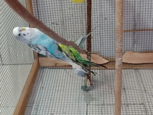 Wellensittich Melanistic,  Blackwing,