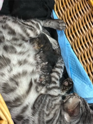 Bengalkitten zu verkaufen