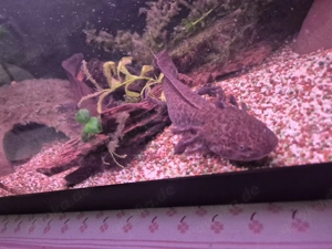 Axolotl Wildling Aquarium 
