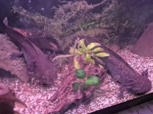 Axolotl Wildling Aquarium  Bild 3