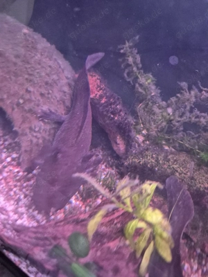 Axolotl Wildling Aquarium  Bild 5