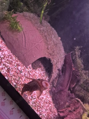 Axolotl Wildling Aquarium  Bild 6