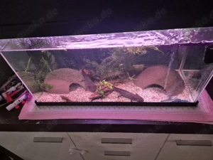 Axolotl Wildling Aquarium  Bild 2