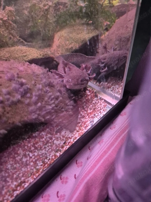 Axolotl Wildling Aquarium  Bild 4