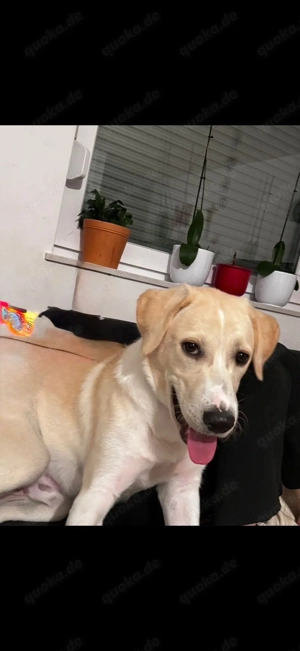 Dringend liebevolles Zuhause für Junghund Snow gesucht