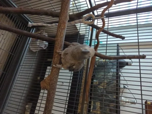 Junger Graupapgei zu verkaufen