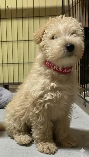 Lakeland Terrier Welpen abzugeben!