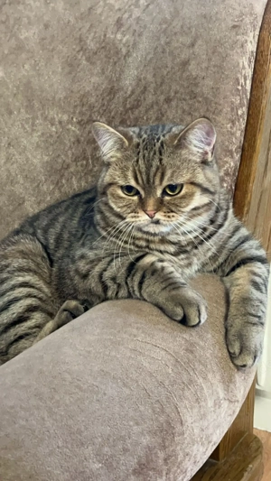 Britisch Kurzhaar Kater (2 Jahre) sucht liebevolles Zuhause