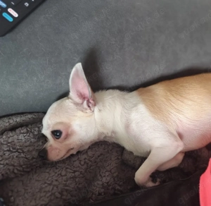 Chihuahua Deckrüde 2.3 kg