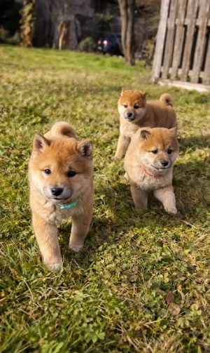 Shiba Inu Welpen