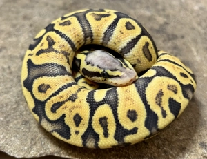 0,2 Königspython GHI Super Pastel Mojave Ghost Tausch möglich 