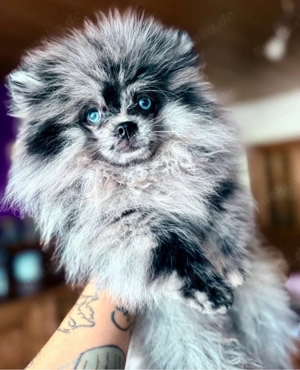 Wunderschöner Pomeranian Rüde mit stammbaum 