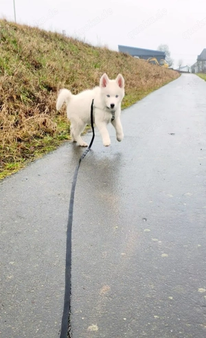 Weiße Husky Hündin
