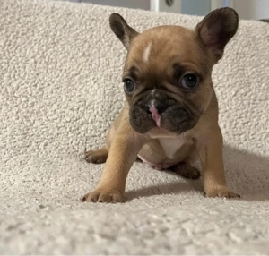 Französische Bulldoggen Welpen