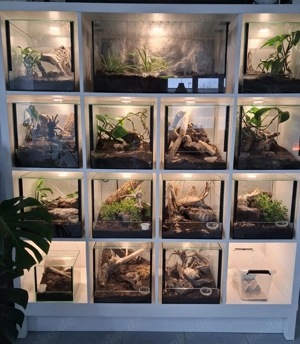 Vogelspinnen inkl. Terrarium