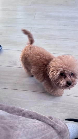 Toy Pudel Deckrüde Bild 3