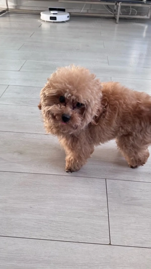 Toy Pudel Deckrüde Bild 2