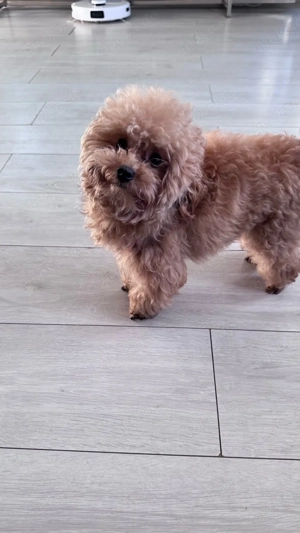 Toy Pudel Deckrüde Bild 4