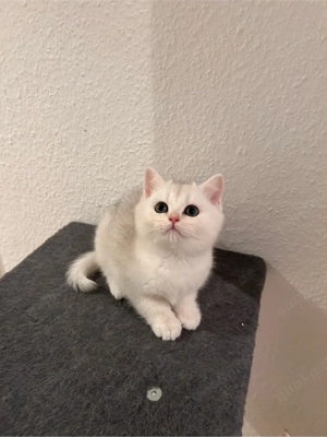Britisch Kurzhaar Kitten männlich 