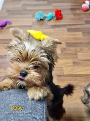 Mini Yorkshire-Terrier