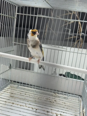 Stieglitz major Bild 4