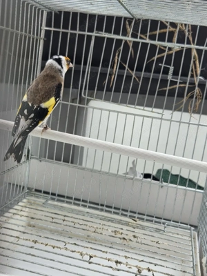 Stieglitz major Bild 3