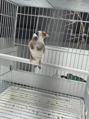 Stieglitz major Bild 5