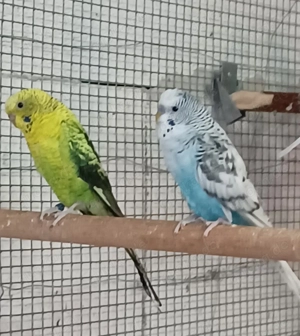 Wellensittich Melanistic,  Blackwing,