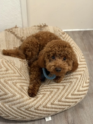  Toypudel Rüde  Teddy    liebevoll, verspielt & komplett ausgestattet 