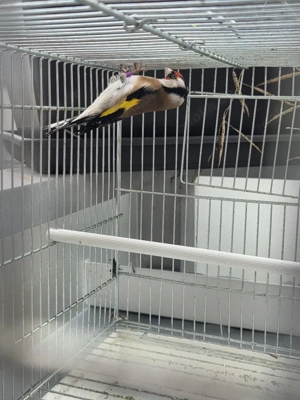 Stieglitz major Bild 6