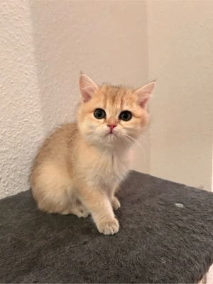 Britisch Kurzhaar Kitten weiblich 