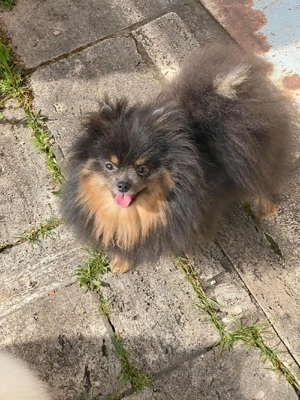 Pomerainien Zwergspitz Hündin sucht ihr neues Zuhause